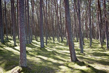 Landscape with green trees, brown trunks in the forest on a sunny, summer day