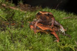 Beautiful Kinabalu Sticky Frog of Sabah, Borneo Island