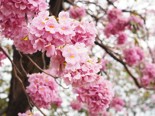 Wall Mural - Pink trumpet flowers for springtime or summer.
