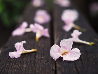 Wall Mural - pink trumpet flowers falling down on wooden bench