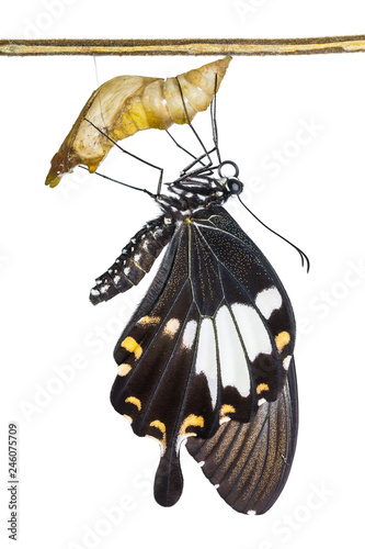 Yellow Helen Or Black And White Helen Papilio Nephelus Butterfly