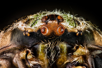 Wall Mural - Portrait of a orbweaver spider magnified 10 times. Real life frame width is 2.2mm.