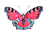 Fototapeta Motyle - beautiful butterfly,watercolor, isolated on a white