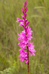 a watsonia flower spike.
