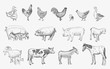 Farm Animals set. Vector sketches hand drawn illustration
