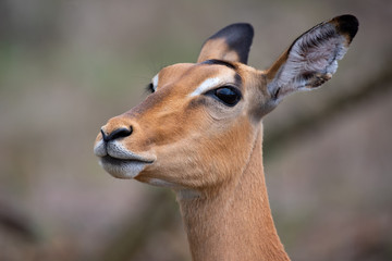 A cautious impala ewe sniffs the air and keeps an ear cocked for danger.