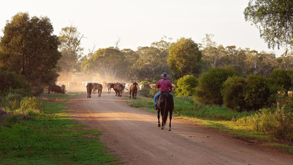 Cattle Droving In Early Morning Light