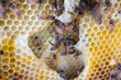 honey bees on honeycomb