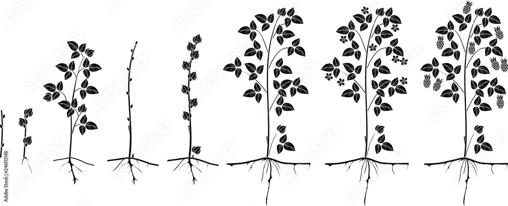 Two year life cycle of raspberry isolated on white background. Growth ...