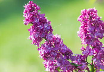 Poster - Flowers lilac blossomed