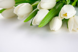 Fototapeta Tulipany - Flowers White tulips on a white background.
