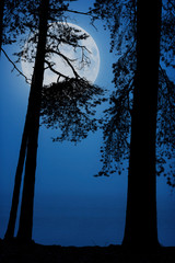 Wall Mural - full moon behind pine trees. blue twilight moment on the lake shore.