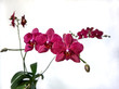 Orchid flowers Destiny or burgundy phalaenopsis horizontally. Phalaenopsis burgundy orchid Fate on a white background with blurred green leaves. Selective focus. Place for text.