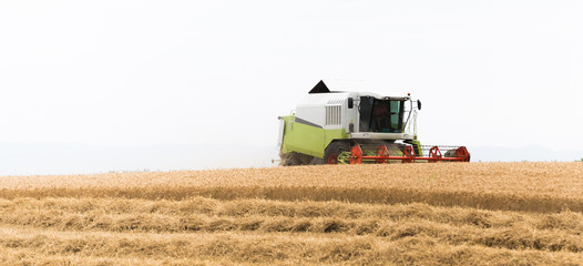 Wall Mural - Harvesting of wheat field with combine