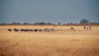 Großes Panorama - Eine Herde Zebras, Gnus und Giraffen im Grasland des Moremi Nationalparks, Okavango Delta, Botswana