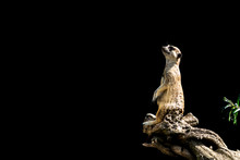 The Meerkat Sits On A Tree Branch With A Funny Expression. Funny Meerkat Close-up Isolated On A Black Background With Free Space For Text.