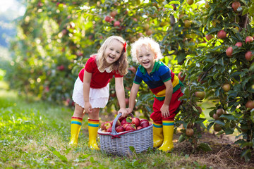 Wall Mural - Kids picking apples in fruit garden