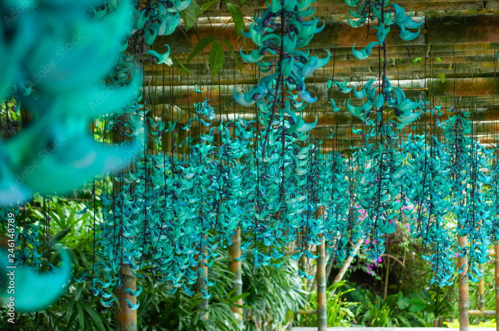 ヒスイカズラ の Stock フォト | Adobe Stock