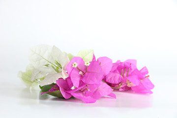 Wall Mural - Bougainvillea hybrid Close up