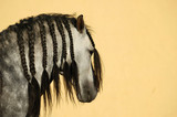 Fototapeta  - Stallion  portrait with long mane