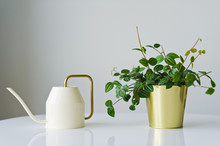 Home Plant In A Gold Pot, Watering Can, White Background, Space For Text