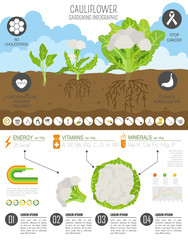 Wall Mural - Cauliflower cabbage beneficial features graphic template. Gardening, farming infographic, how it grows. Flat style design