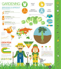 Wall Mural - Brussels sprout cabbage beneficial features graphic template. Gardening, farming infographic, how it grows. Flat style design