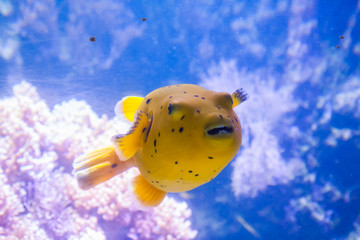 Wall Mural - Yellow Blackspotted Puffer Or Dog-faced Puffer Fish - Arothron Nigropunctatus. Wonderful and beautiful underwater world with corals and tropical fish.