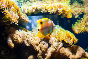 Wall Mural - Copperbanded Butterfly fish Chelmon Rostratus. Wonderful and beautiful underwater world with corals and tropical fish.