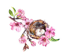 Nest With Eggs On Cherry Blossom Branch, Sakura Flowers In Spring Time. Watercolor Twig