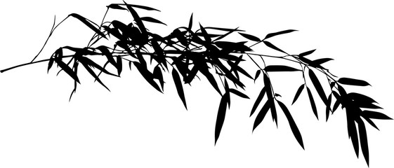 Wall Mural - single black bamboo isolated long branch