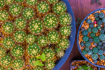 Wall Mural - Top view Mammillaria nivosa cactus big plants and Astrophytum Asterias cactus on wooden background.