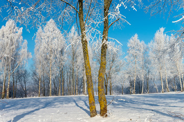 Two trees in the nature during winter