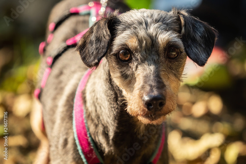 A Little Terrier Mixed Breed With Short Hair Buy This Stock