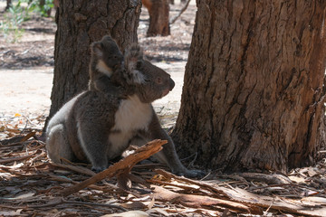 wild koalas on the ground with the mother carrying her baby koala on her back on kangaroo island aus