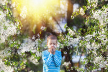 Boy Sneezes In The Park Against The Background Of A Flowering Tree Because He Is Allergic .