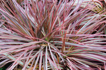 Wall Mural - Dragon  tree dracaena marginata colorama plant