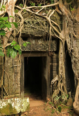 Poster - Spung on a temple in Ta Prohm, Angkor, Cambodia