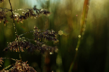 spider on web