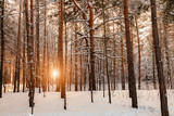 Fototapeta Na ścianę - Background from a large number of tall pine trees in a forest on a snowy winter day with snowdrifts and the sun shining through the trunks at sunset or sunrise