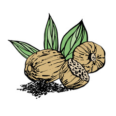 Poster - Nutmeg and leaves vector hand drawn illustration. Ink sketch of nuts. Hand drawn vector illustration. Isolated on white background.