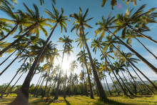 Bright Blue Sky Over L'Etang Saint Paul In Reunion Island