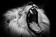 Black and white lion with open mouth