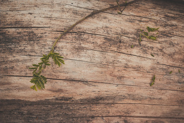 wood texture background