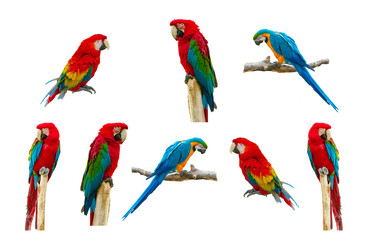 Wall Mural - Macaw parrot isolated on white background