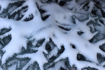 Wall Mural - Branches of trees and snow