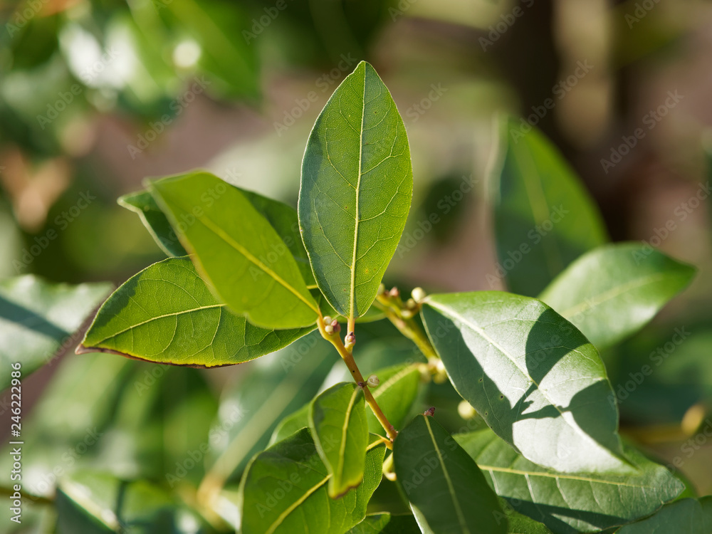 Laurus Nobilis - Laurier Sauce En Pot - Plante Aromatique Pour Cuisine Et Jardin