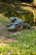 alligator basking in the swamp
