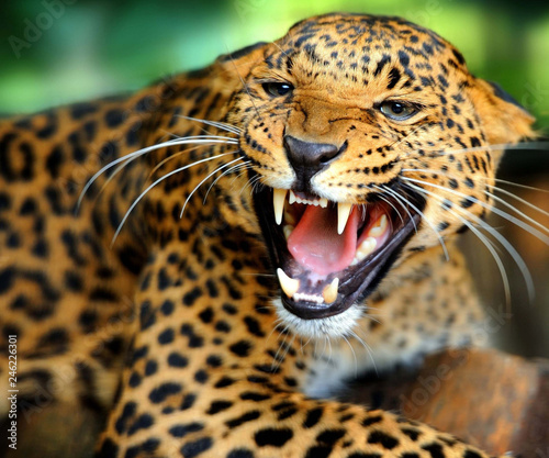 Photographie Jaguar growls at the camera opening the mouth