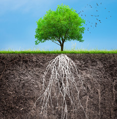 Wall Mural - ф tree and soil with roots and grass 3D illustration